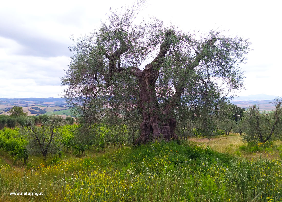 olive-tree-TUSCANY